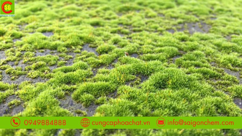 Những loại bột tẩy rong rêu phổ biến