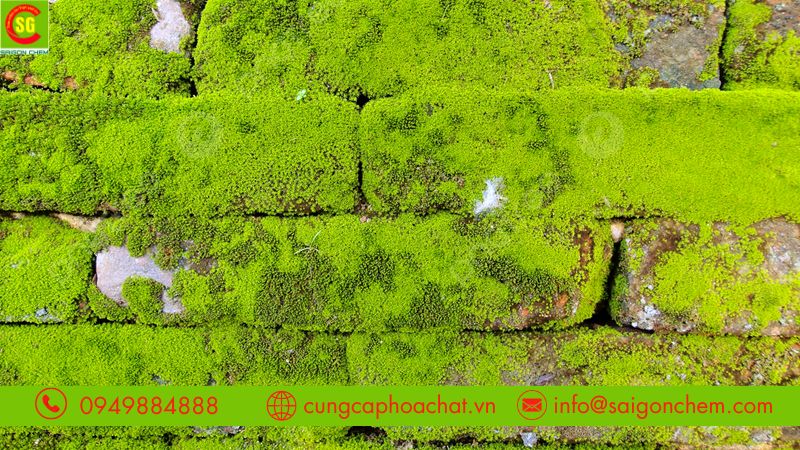 Công dụng bột tẩy rong rêu diệt vi khuẩn