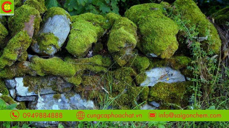 Bột tẩy rong rêu giúp làm sạch nền xi măng