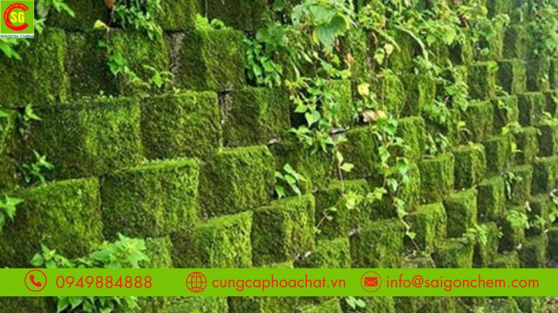 Ưu điểm của bột tẩy rong rêu