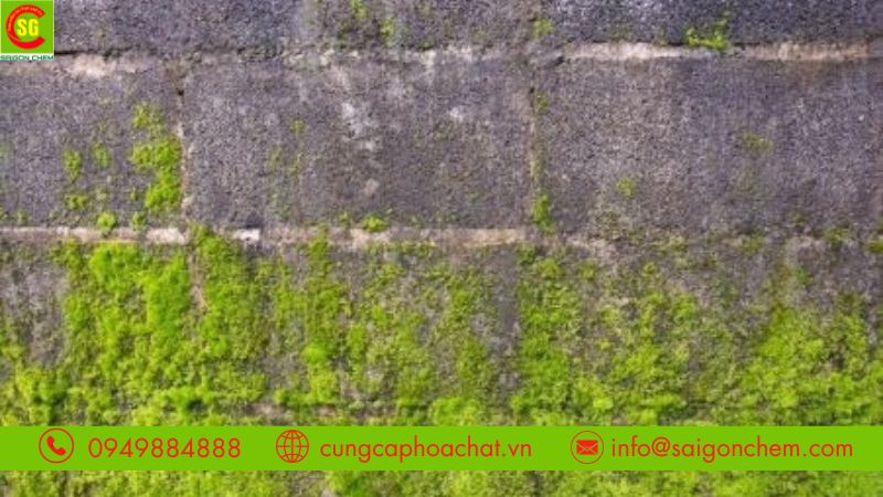Các loại bột Clo tẩy rong rêu hiệu quả