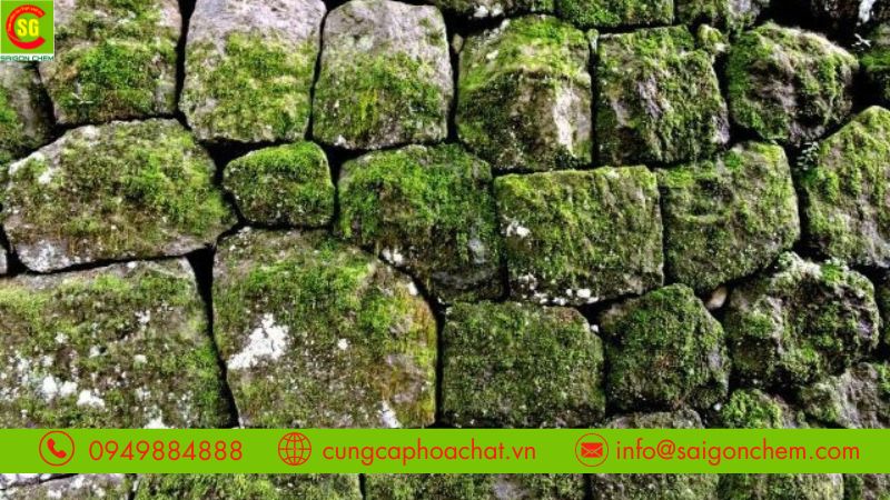 Giới thiệu bột Clo tẩy rong rêu