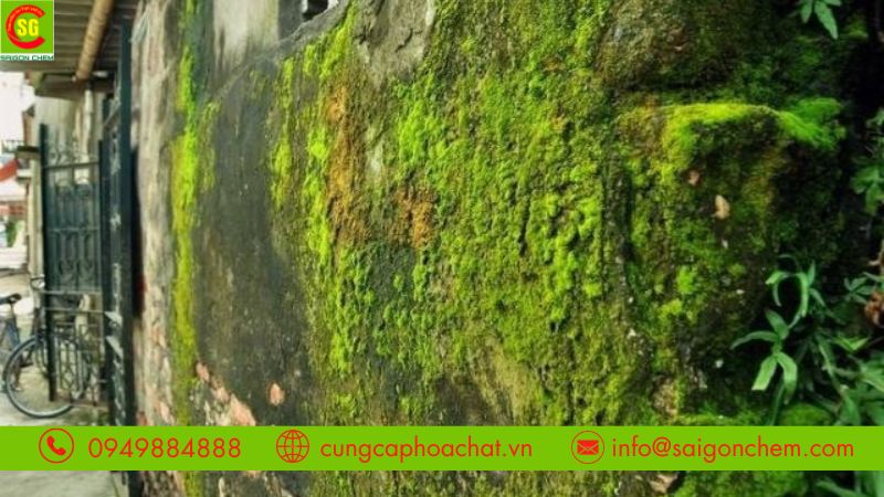 Bột Clo tẩy rong rêu cho bề mặt tường