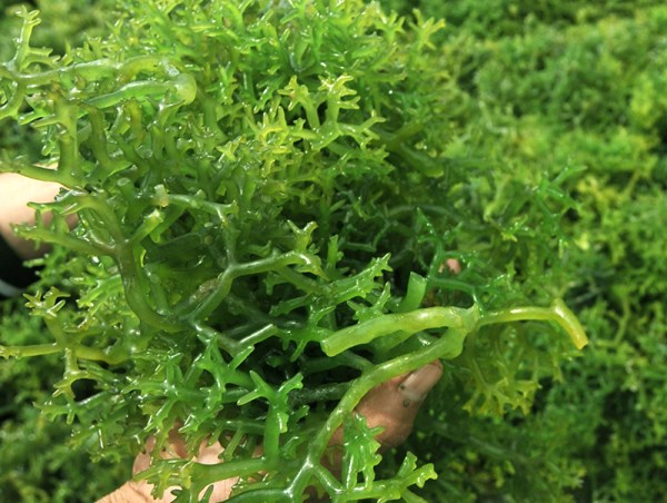 Carrageenan