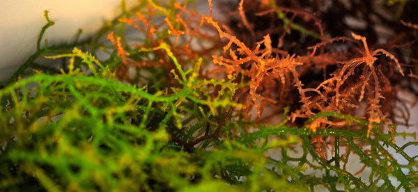 Carrageenan