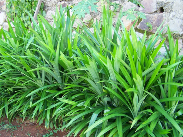 Hương thực phẩm hương lá dứa