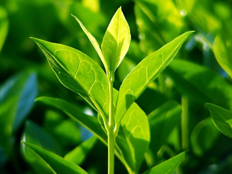 huong tra xanh